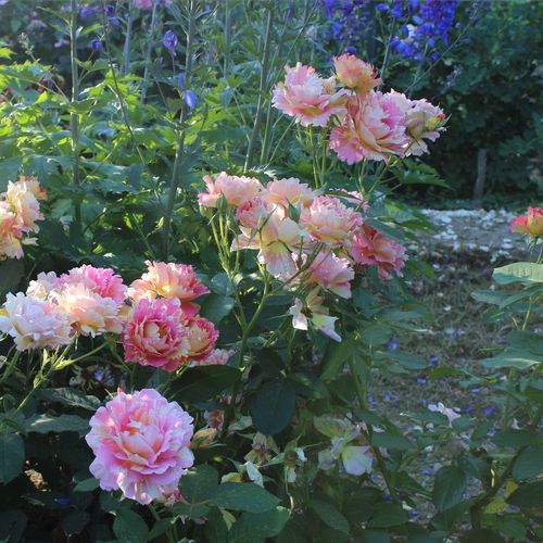 Złoty z czerwonymi paskami - Róże pienne - z kwiatami hybrydowo herbacianymi - korona krzaczasta